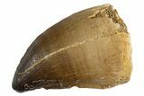 Fossil Mosasaur (Thalassotitan) Tooth - Morocco #345104-1